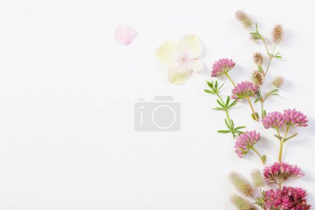 Téléchargez les photos : Belles fleurs sauvages sur fond de papier blanc - en image libre de droit