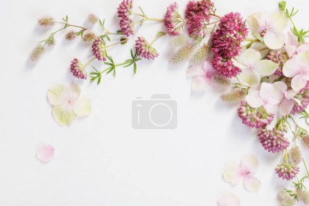 Foto de Hermosas flores silvestres sobre fondo de papel blanco - Imagen libre de derechos