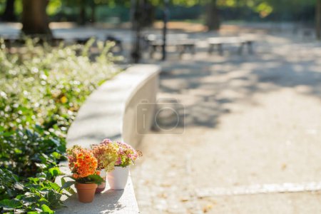 Téléchargez les photos : Fleurs en pots à la lumière du soleil extérieur - en image libre de droit