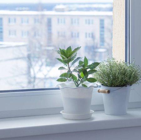 Téléchargez les photos : Plantes vertes sur le rebord de la fenêtre en hiver - en image libre de droit