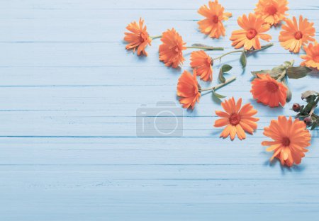 Téléchargez les photos : Fleurs de calendula sur fond de bois bleu - en image libre de droit