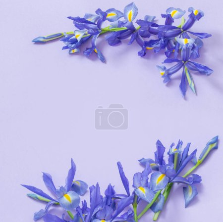 Téléchargez les photos : Iris bleus sur fond de papier violet - en image libre de droit