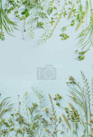 Téléchargez les photos : Plantes sauvages sur fond de papier bleu - en image libre de droit