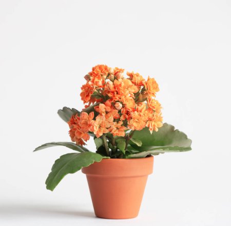 Photo for Kalanchoe in  orange flower pot on white background - Royalty Free Image