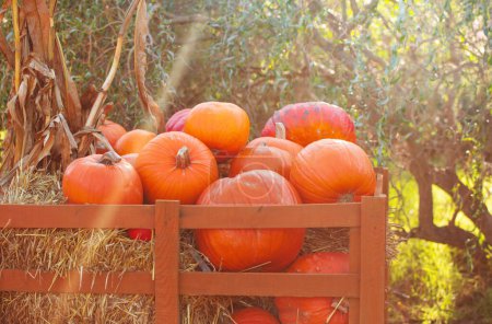 Foto de Calabazas de naranja en la granja en el soleado día de otoño - Imagen libre de derechos