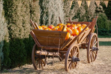 Foto de Calabazas de naranja en el carro en la granja en el soleado día de otoño - Imagen libre de derechos
