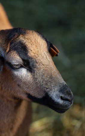 Téléchargez les photos : Portrait de belle chèvre brune - en image libre de droit
