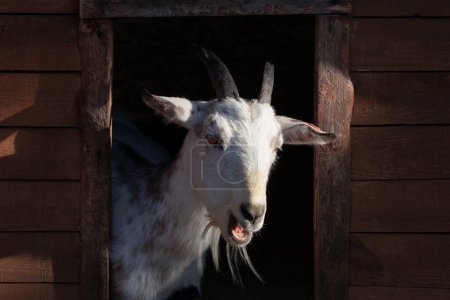 Foto de Retrato de cabra blanca a la luz del sol - Imagen libre de derechos