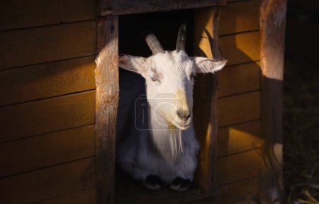 Téléchargez les photos : Portrait de chèvre blanche au soleil - en image libre de droit