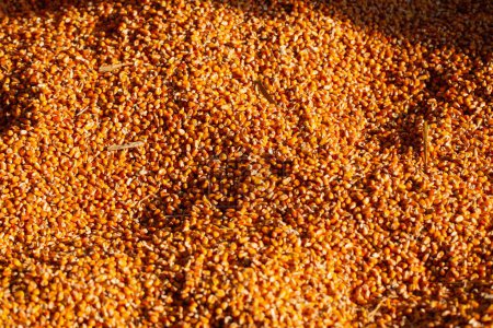 Foto de Fondo naranja con semillas de maíz a la luz del sol - Imagen libre de derechos