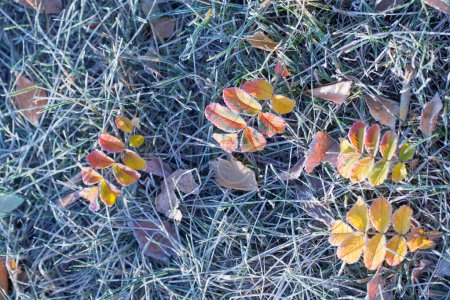 Foto de Hojas de otoño en la hierba con heladas - Imagen libre de derechos