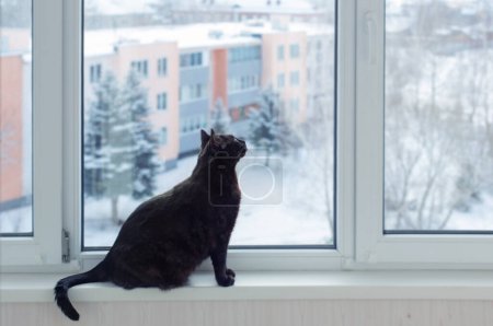 Foto de Gato negro en alféizar de ventana en invierno - Imagen libre de derechos