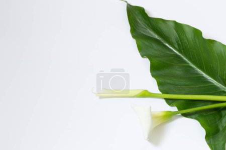 Foto de Flor de cala blanca sobre fondo blanco - Imagen libre de derechos