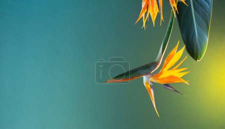 Foto de Pájaro del paraíso flores sobre fondo verde - Imagen libre de derechos