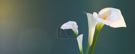Photo for Two white beautiful flowers on green background - Royalty Free Image