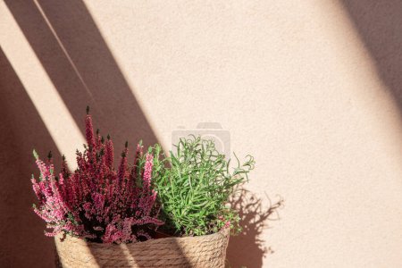 Foto de Brezo rosa y hierba en la pared de fondo a la luz del sol - Imagen libre de derechos