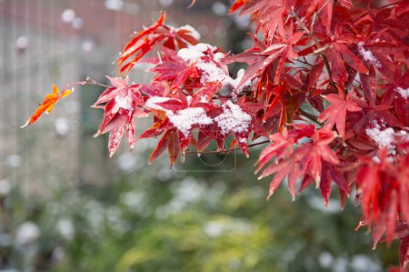 Photo for Background of Japanese maple in snow - Royalty Free Image