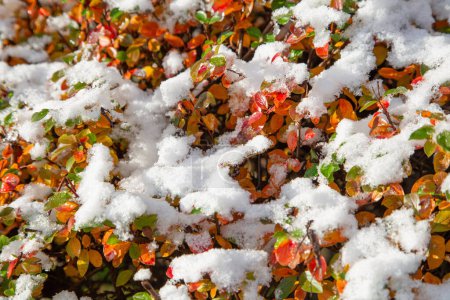 Foto de Fondo de bayas rojas y hojas anaranjadas en nieve - Imagen libre de derechos