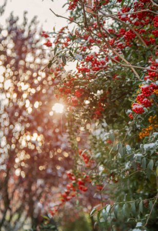 Foto de Fondo de bayas rojas en la nieve - Imagen libre de derechos