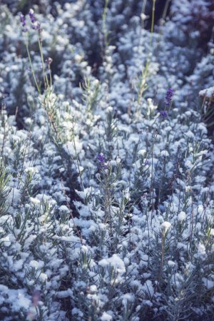 Photo for Blooming lavender in snow in garden - Royalty Free Image