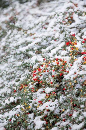 Photo for Background of red berries in snow - Royalty Free Image