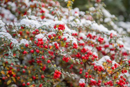 Foto de Fondo de bayas rojas en la nieve - Imagen libre de derechos