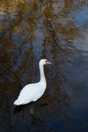 Téléchargez les photos : Cygne blanc sur l'eau en automne vue de dessus - en image libre de droit