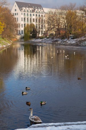 Téléchargez les photos : Cygnes sur la rivière dans le paysage urbain d'automne - en image libre de droit