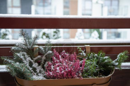Foto de Ramas de abeto y flores en macetas en la nieve en el balcón - Imagen libre de derechos