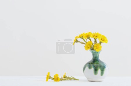 Photo for Coltsfoot  flowers in ceramic vase  on white background - Royalty Free Image