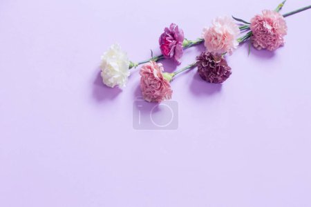 Foto de Flores de clavel sobre fondo de papel morado - Imagen libre de derechos