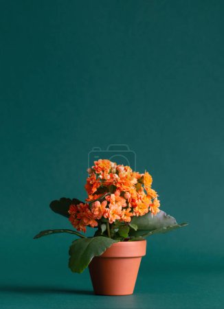 Photo for Kalanchoe in  orange flower pot on green background - Royalty Free Image