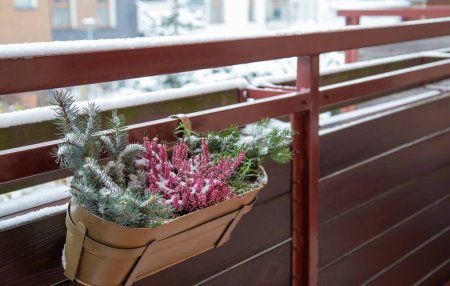 Téléchargez les photos : Branches de sapin et fleurs dans des pots de fleurs dans la neige sur le balcon - en image libre de droit