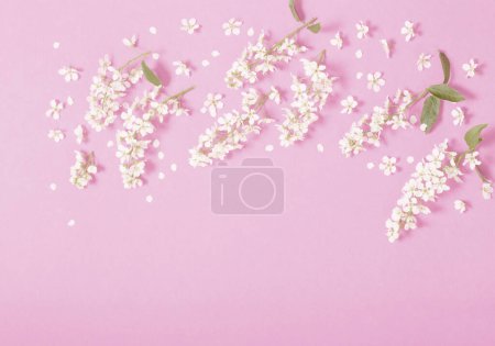Foto de Cereza pájaro sobre fondo de papel rosa - Imagen libre de derechos
