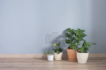 Foto de Plantas en macetas en suelo de madera interior - Imagen libre de derechos
