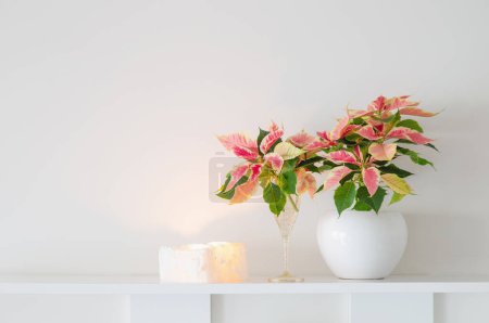 Photo for Pink poinsettia in white ceramic pot  with burning candles  on white background - Royalty Free Image