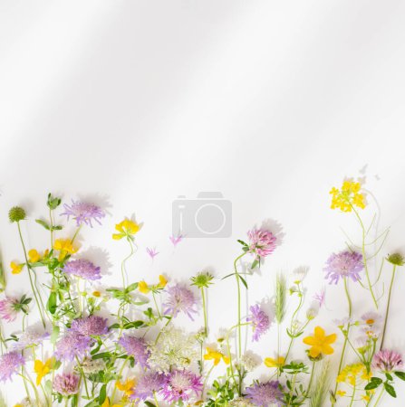 Photo for Summer wild flowers on white paper background - Royalty Free Image