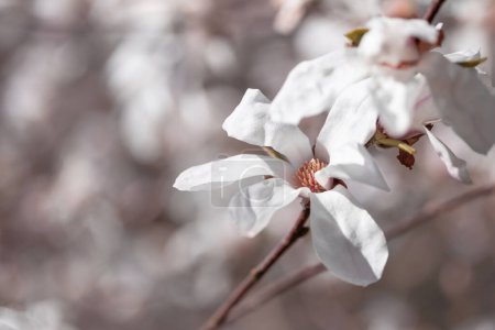 Foto de Magnolia flores a la luz del sol en el jardín de primavera - Imagen libre de derechos