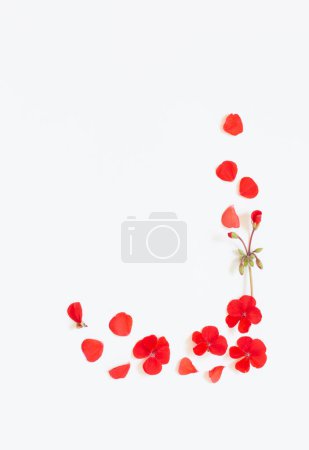 Téléchargez les photos : Cadre de géranium rouge sur fond blanc - en image libre de droit