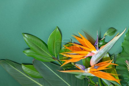 Téléchargez les photos : Fleurs exotiques tropicales et feuilles sur fond vert - en image libre de droit
