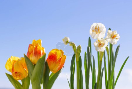 Téléchargez les photos : Fleurs de printemps sur fond bleu ciel en plein soleil - en image libre de droit