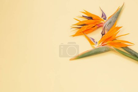 Foto de Pájaro del paraíso flores sobre fondo amarillo - Imagen libre de derechos