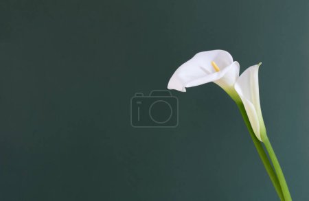 Téléchargez les photos : Deux belles fleurs blanches sur fond vert - en image libre de droit