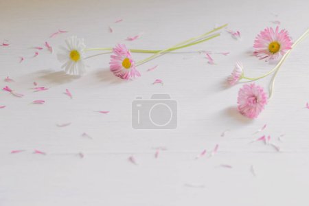 Foto de Margarita rosa sobre fondo blanco de madera - Imagen libre de derechos