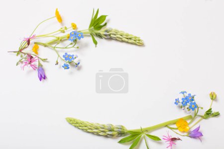 Téléchargez les photos : Belles fleurs sauvages sur fond blanc - en image libre de droit