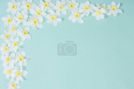 Photo for White narcissus on blue paper background - Royalty Free Image