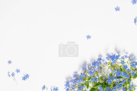 Photo for Forget-me-not flowers on white background - Royalty Free Image