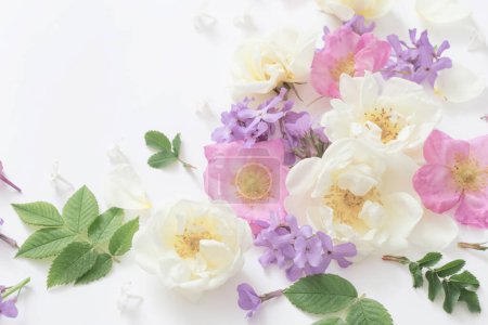 Téléchargez les photos : Fleurs d'été sur fond blanc - en image libre de droit