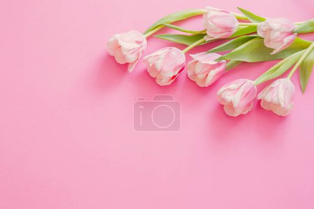 Téléchargez les photos : Tulipes roses sur fond papier rose - en image libre de droit