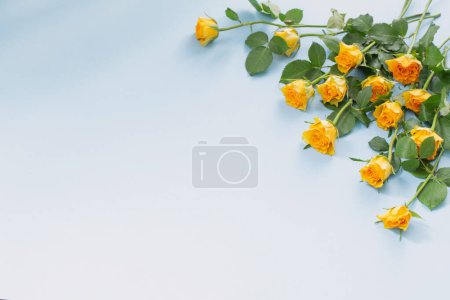 Téléchargez les photos : Roses jaunes sur fond de papier bleu - en image libre de droit